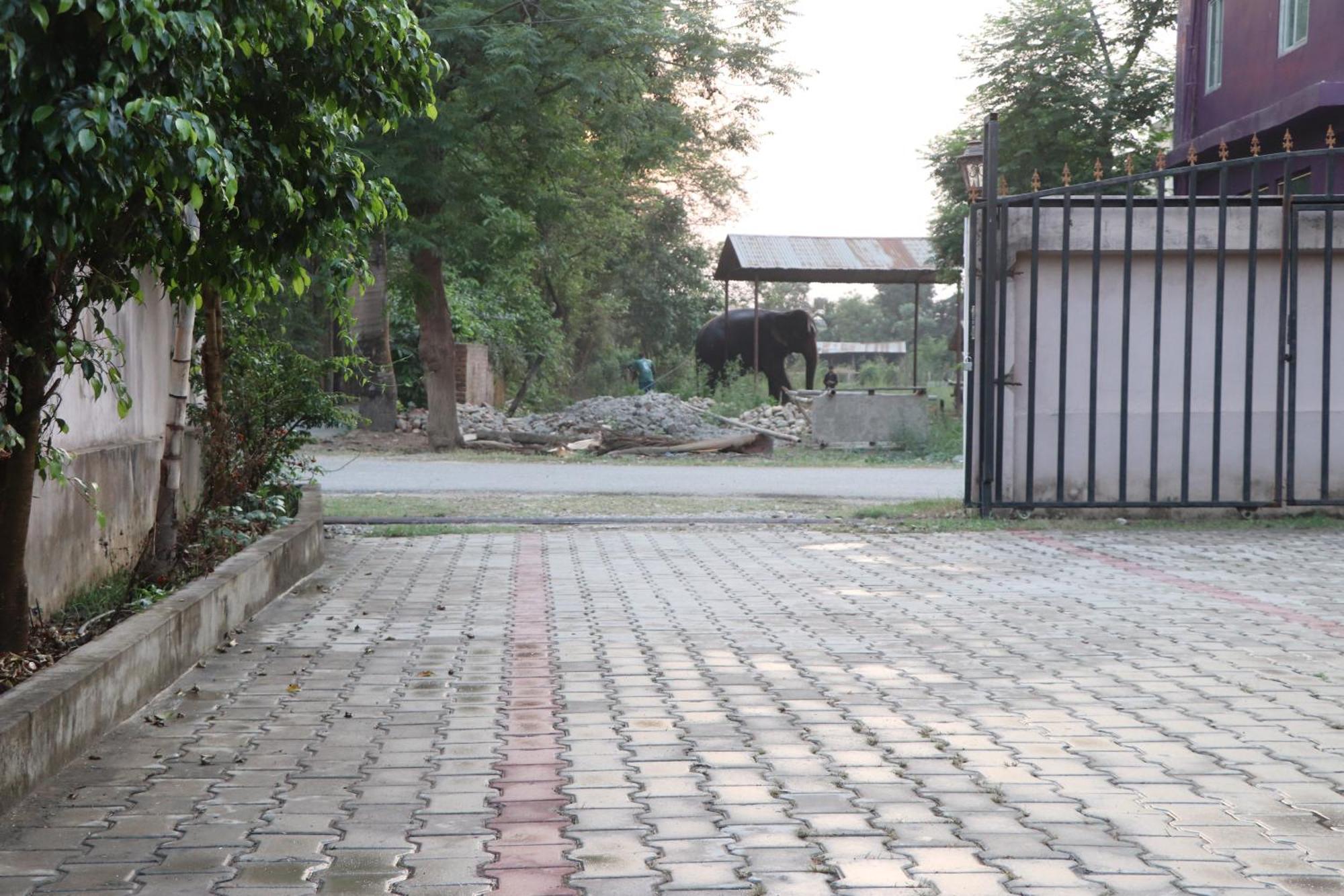 Hotel Flycatcher Chitwan- A Jungle Safari Home Sauraha Exterior foto