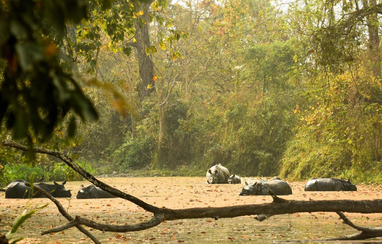 Hotel Flycatcher Chitwan- A Jungle Safari Home Sauraha Exterior foto