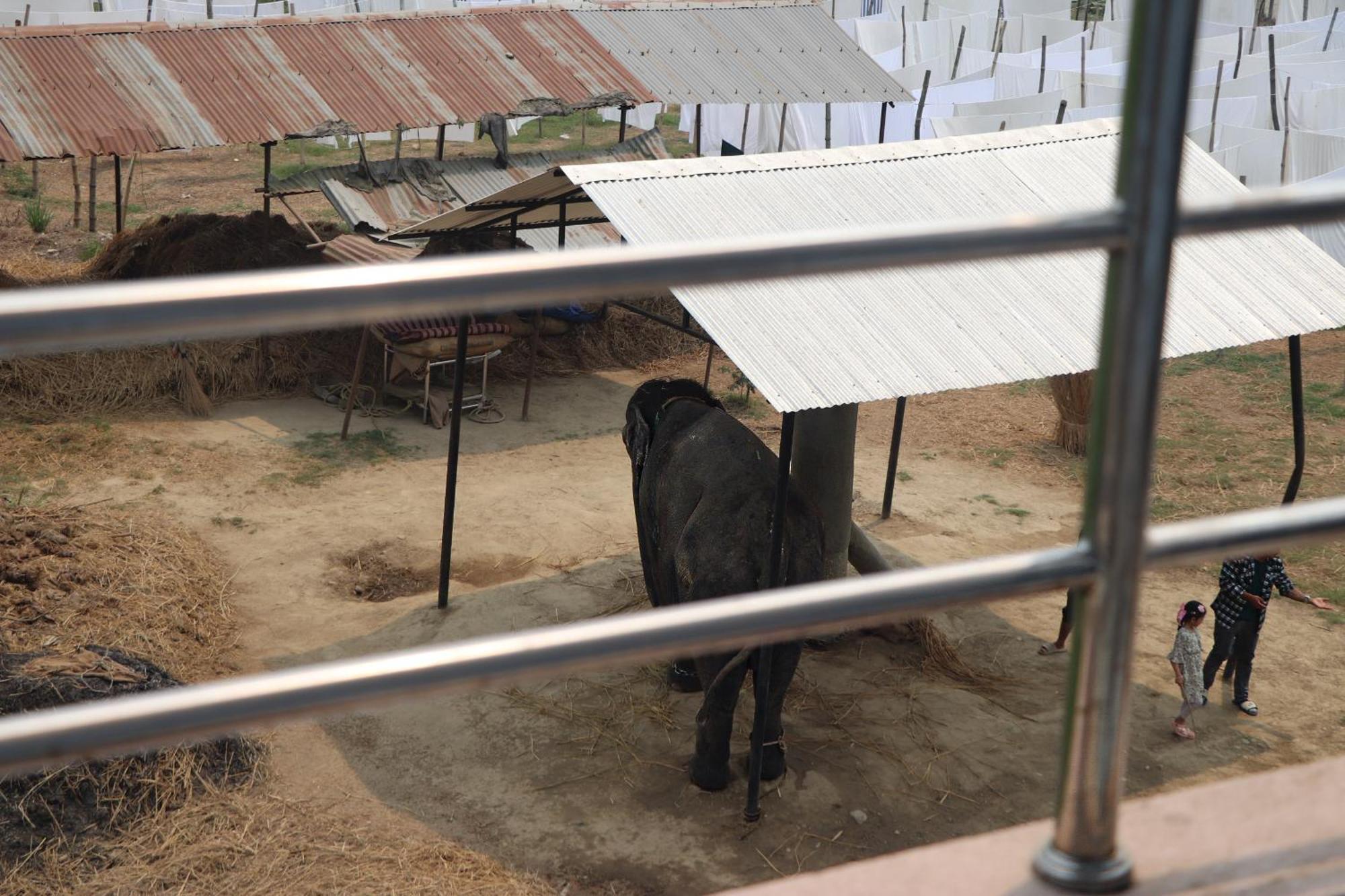 Hotel Flycatcher Chitwan- A Jungle Safari Home Sauraha Exterior foto